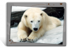 Set de table / bureau de ours blanc