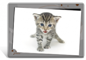 Set de table / bureau de chaton