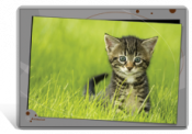 Set de table / bureau de chaton dans l'herbe