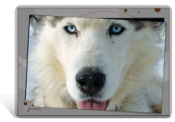Set de table / bureau de chien Husky