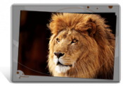 Set de table / bureau de lion