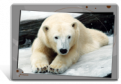 Set de table / bureau de ours blanc