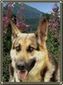 Portrait de Quetche