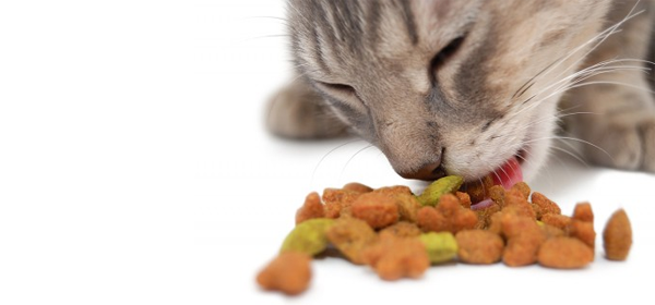 L'alimentation du chat