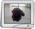 scooby - Diaporama de Chiens