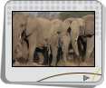 Panorama des animaux de Kruger - Afrique du Sud - Diaporama de Animaux sauvages