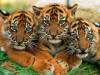 Le trios des bébés tigres