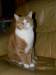Skitty
