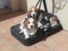 Mes bébés beagles en "tas" sous le panier de basket !!!