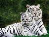 Couple de tigres blancs de sibérie
