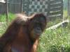 le regard de l'orang outan 