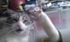 Chat et Rat