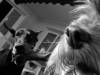 mes puces
