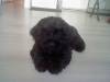 mon chien