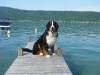 Fayal au lac d'Annecy