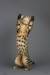 Fovea Bengal's Diego