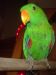 perroquet eclectus