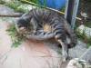mon chat tigri qui ma quitter 10/07/2011 