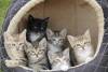 chatons