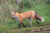 renard