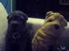 enya en duo