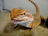 ma pogona LOUNA