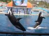 Les orques de Marineland