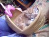 l'aristo chat dans son ptit panier =)