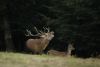 le prince de nos forêts