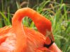 flamand rose au jardin des plantes de Paris