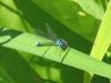 une demoiselle sur une feuille