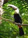 toucan au zoo de Beauval