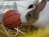 Lapin nain au basket !