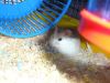 Petit boule d'hamster 