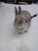 Lapin les pattes dans la neige 