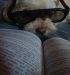 Quand les chiens se mettent eux aussi à la lecture...