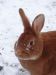 mon lapin POUNY à la neige Fauve de Bourgogne