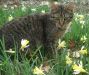 chat au jardin