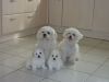 Famille bichon