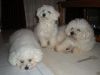 3 Bichon à la maison 