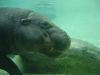 Hippopotame nain sous l'eau