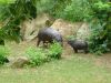 Hippopotame nain, mère et bébé