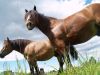 FESTIVAL DU CHEVAL DE TRAIT