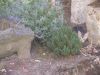 Nana, une petite chatte à 6 mois