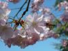 La douceur des fleurs récompense l'effort des abeilles 