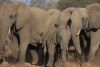 Troupeau d'éléphant qui traverse la piste