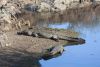 Crocodiles sur la berge d'une rivière