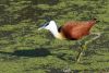 Jacana, Parc Kruger