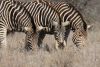 Trois zèbres en train de brouter - Parc kruger