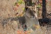 Lionne allongée sur l'herbe - Parc Kruger